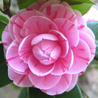 Camellia
