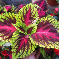 Coleus Forskohlii - Urzica indiana