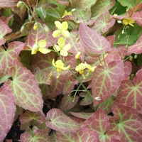 Epimedium - Iarba tapului