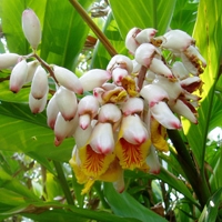 Galangal - Alpinia officinarum