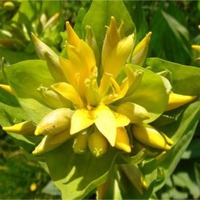 Gentiana