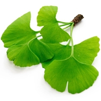 Ginkgo Biloba