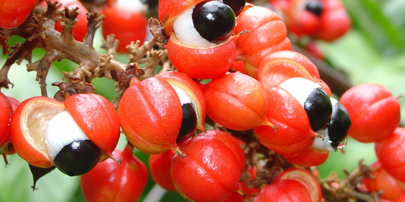 Guarana - beneficii si moduri de utilizare