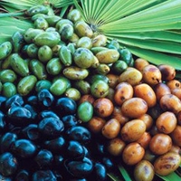 Palmier pitic (Saw palmetto)