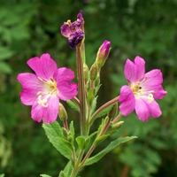 Pufulita